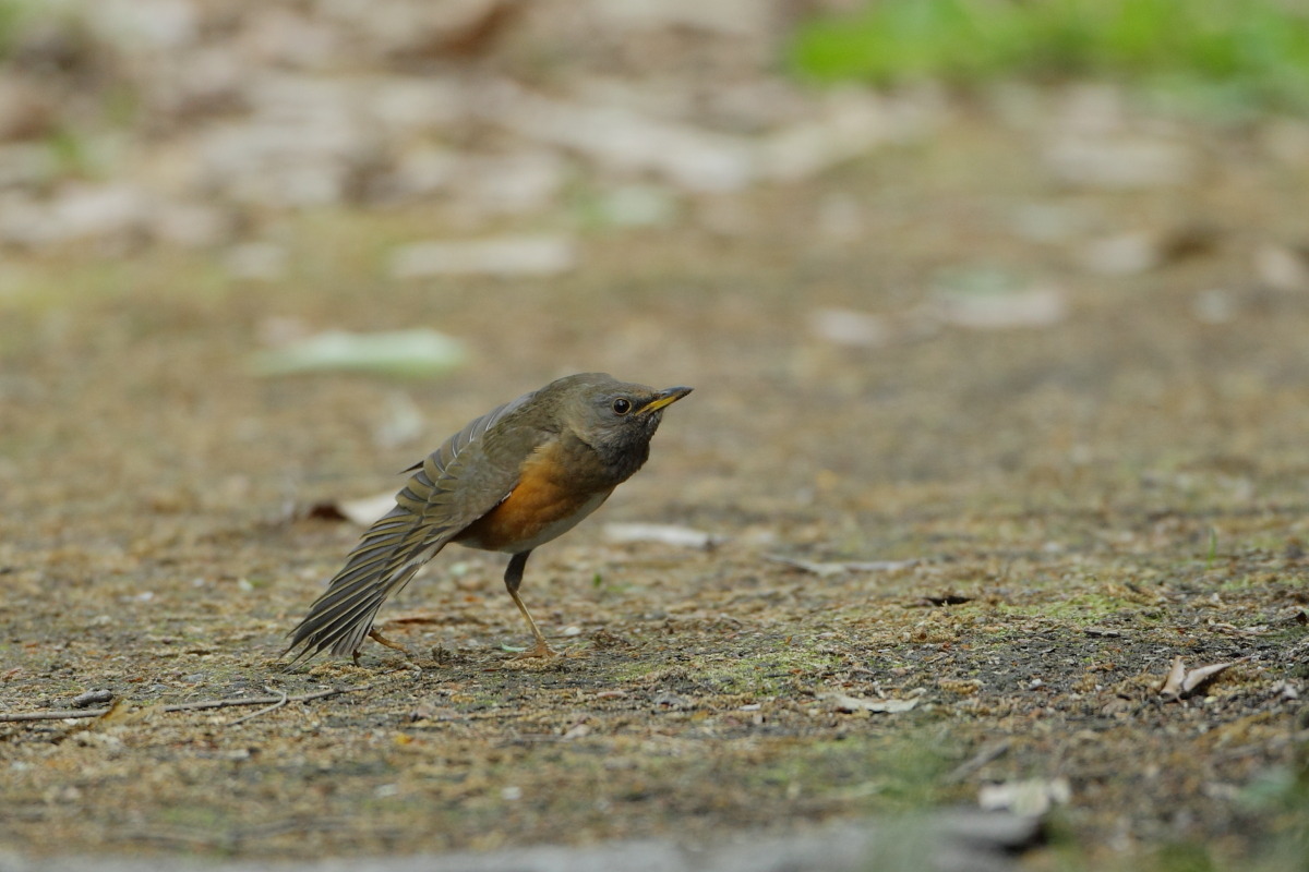 アカハラ