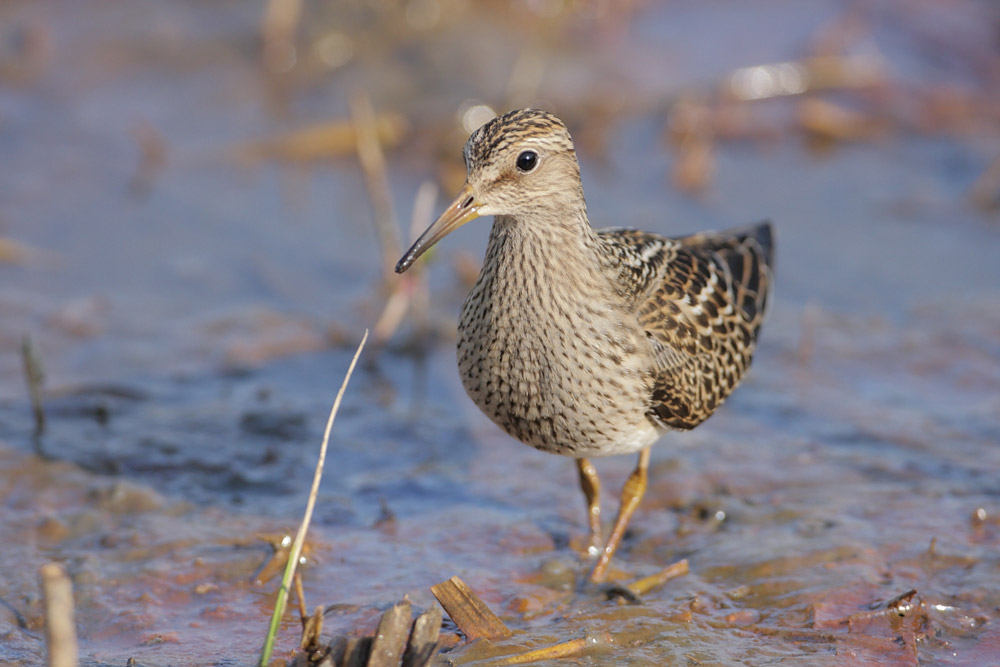 アメリカウズラシギ