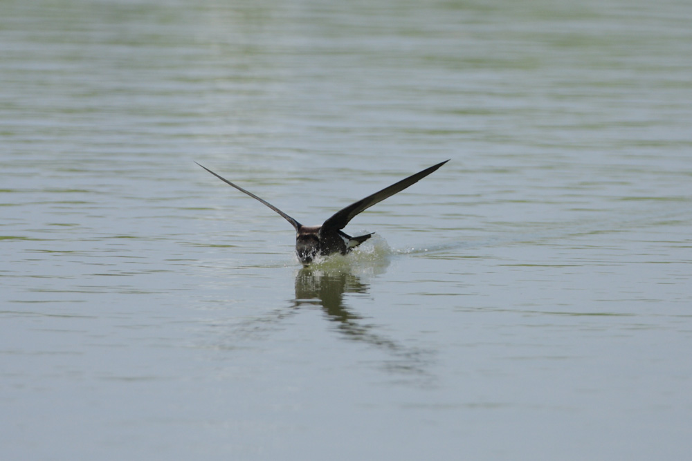 ハリオアマツバメ